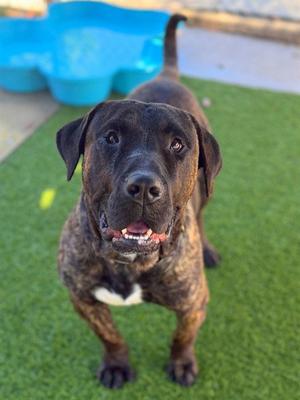 ESPRESSO, Presa Canario, young, available for adoption