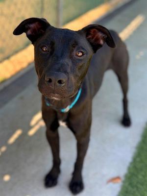 BENNI, Labrador Retriever / German Shepherd Dog, adult, available for adoption