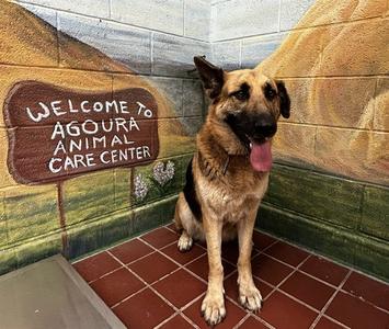 MARIE, German Shepherd Dog, adult, available for adoption