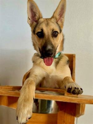 ROBBY, German Shepherd Dog, adult, available for adoption
