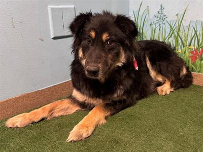 MAMA BEAR, German Shepherd Dog, adult, available for adoption