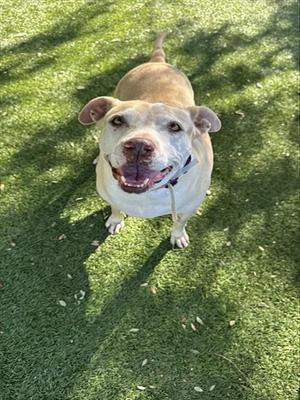 ROXY, Pit Bull Terrier, senior, available for adoption