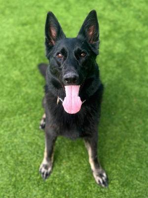 LUNA, German Shepherd Dog, adult, available for adoption