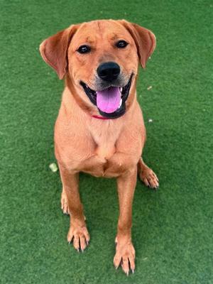 MYRA, Labrador Retriever, adult, available for adoption