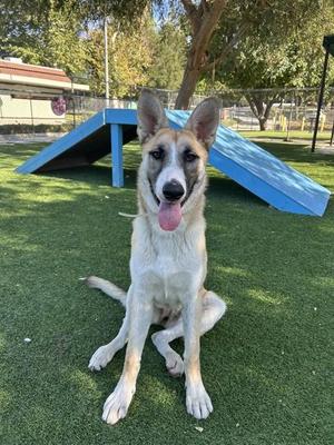 NORA, German Shepherd Dog / Siberian Husky, young, available for adoption