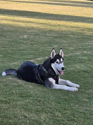 LUNAR, Siberian Husky, young, available for adoption