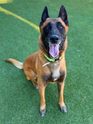 A brown and black dog with a green collar sitting on a green artificial turf.