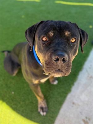 BUBBA, Rottweiler, adult, available for adoption