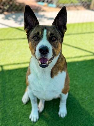 EZRA, German Shepherd Dog / Husky, senior, available for adoption