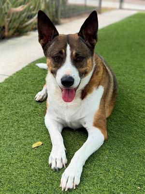 EZRA, German Shepherd Dog / Husky, senior, available for adoption