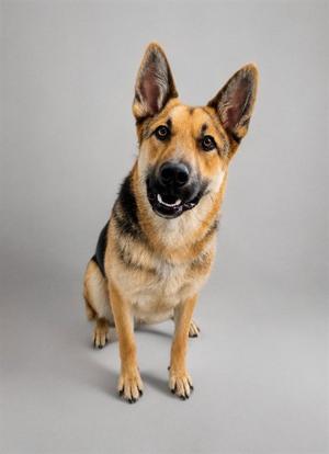 MAX, German Shepherd Dog, adult, available for adoption