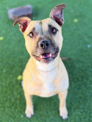 BON BON, Pit Bull Terrier, young, available for adoption