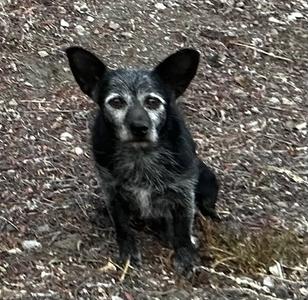 PIERRE CURIE, Terrier, adult, available for adoption