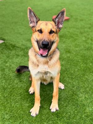 MAX, German Shepherd Dog, adult, available for adoption