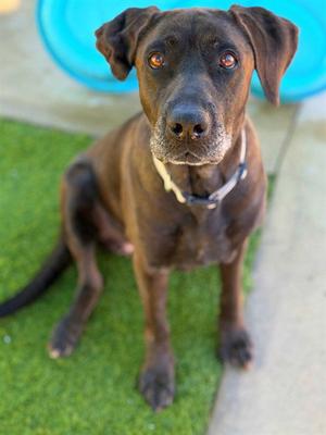 KACEY, Labrador Retriever, senior, available for adoption