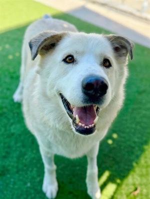 BRUCE, Great Pyrenees, adult, available for adoption