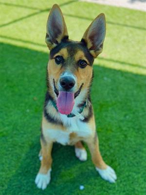 EGGIE, German Shepherd Dog, young, available for adoption