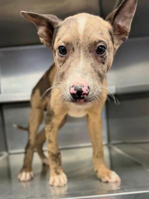SCOUT, Catahoula Leopard Dog, puppy, available for adoption