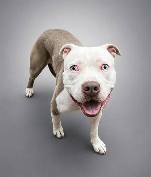 A5792543, Pit Bull Terrier, young, available for adoption