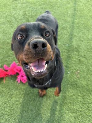 BO, Rottweiler, adult, available for adoption
