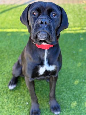 A black dog with a red collar sitting on green grass
