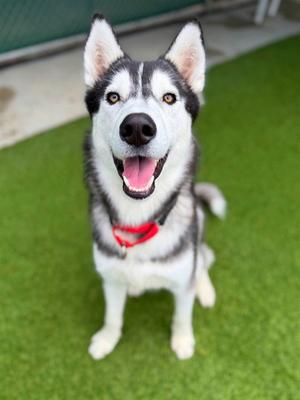 LUNAR, Siberian Husky, young, available for adoption