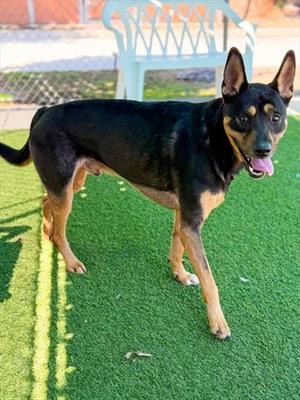 PIERCE, Labrador Retriever, adult, available for adoption