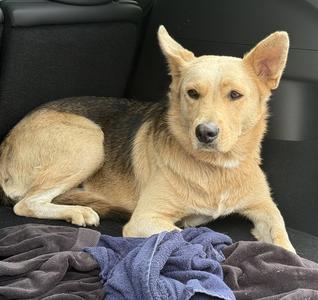 ETHEL, German Shepherd Dog, adult, available for adoption