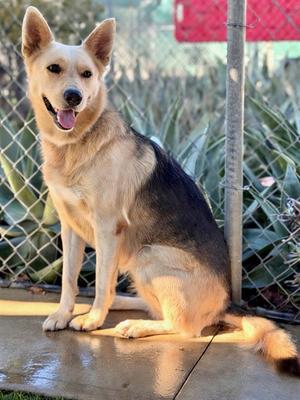 ETHEL, German Shepherd Dog, adult, available for adoption