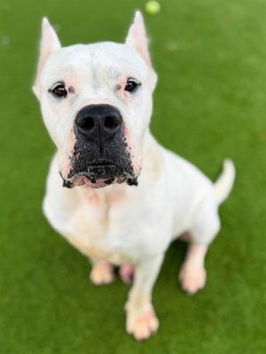LECHE, Dogo Argentino, adult, available for adoption
