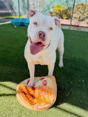 AMBER, Pit Bull Terrier, adult, available for adoption