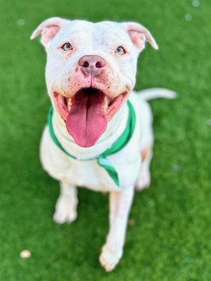 AMBER, Pit Bull Terrier, adult, available for adoption