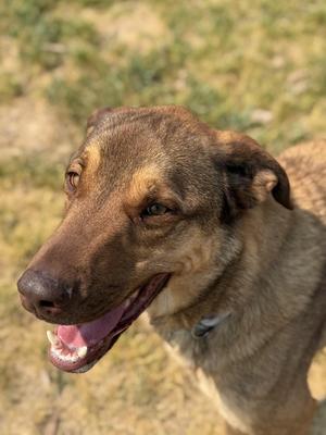 A close-up photograph of a brown dog with its mouth open, looking off to the side.