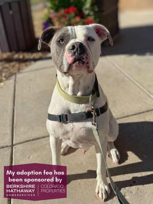 Titan, Pit Bull Terrier / American Bulldog, senior, available for adoption