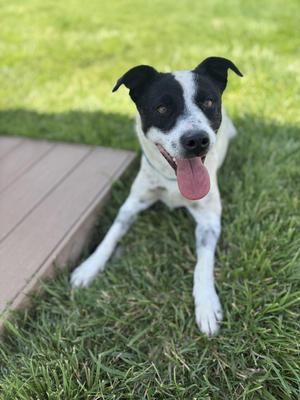 Topanga, Australian Cattle Dog / Blue Heeler / Mixed Breed, adult, available for adoption