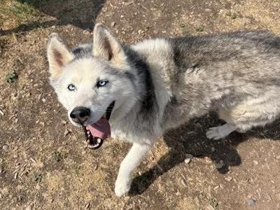 A husky dog with blue eyes and a black and white coat is standing on a dirt ground, looking towards the camera with its mouth open and tongue out.