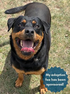 Vega, Rottweiler, adult, available for adoption