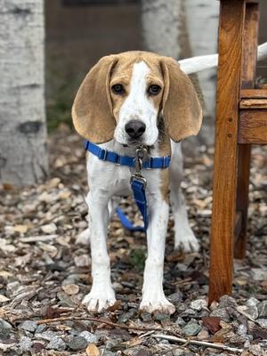 Ernie, Beagle, young, available for adoption