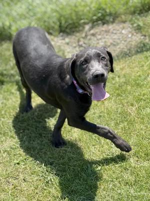 Rinky Dinky, Labrador Retriever / Mixed Breed, young, available for adoption