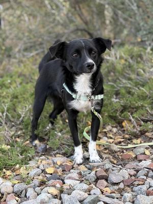 A black and white dog standing on a rocky path with greenery in the background.