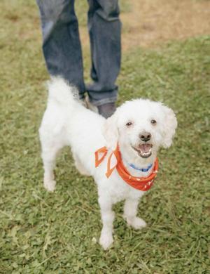 A white dog wearing a red bandana stands on grass, looking up with a happy expression.