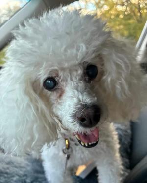 A close-up of a white poodle with curly fur, looking directly at the camera with its mouth open, showing its teeth. The dog is wearing a collar with a tag, and the background appears to be inside a car with some greenery visible through the window.