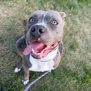 A gray and white dog with blue eyes, wearing a colorful leash, sitting on grass and looking up with its tongue out.