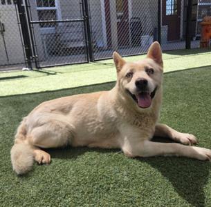 A light-colored dog lying on green artificial turf with its tongue out, in front of a chain-link fence.