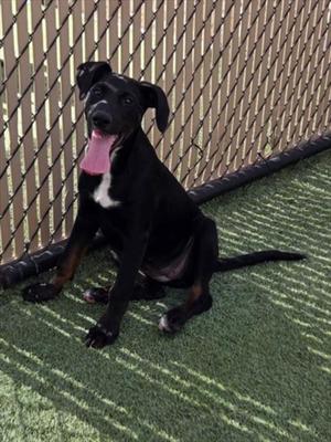 *SILVERBOLT, German Shepherd Dog, puppy, available for adoption