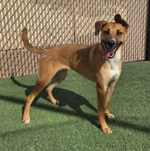 *RUBY, German Shepherd Dog, adult, available for adoption