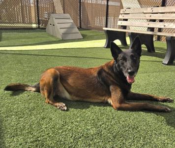 A black and brown dog lying on green artificial grass in an outdoor enclosure.
