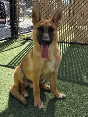 *HYDRO, German Shepherd Dog, young, available for adoption