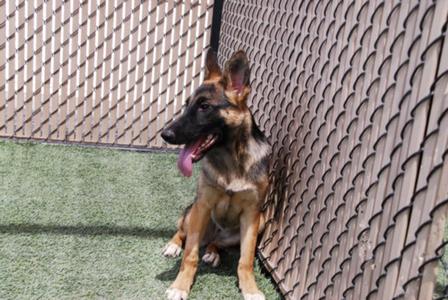 A German Shepherd puppy sitting on artificial grass next to a chain-link fence.