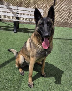 *PATCH, Belgian Shepherd Malinois, adult, available for adoption